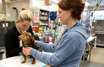 Two veterinary professionals examine a dog