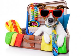 A dog wearing sunglasses in a suitcase