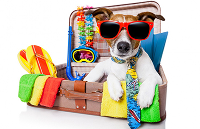 A dog wearing sunglasses in a suitcase