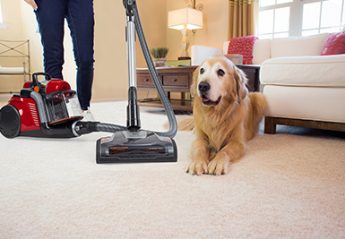 A dog next to a vacuum cleaner