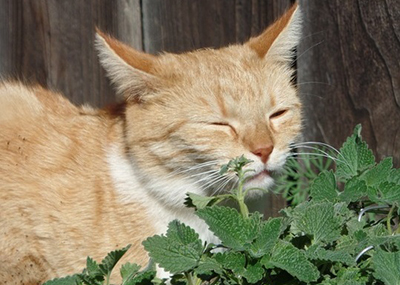 A cat sniffing catnip