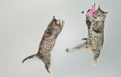 Two cats playing