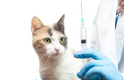 feline vaccine