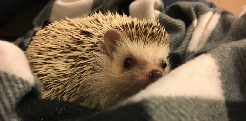 Lucy the hedgehog on a blanket