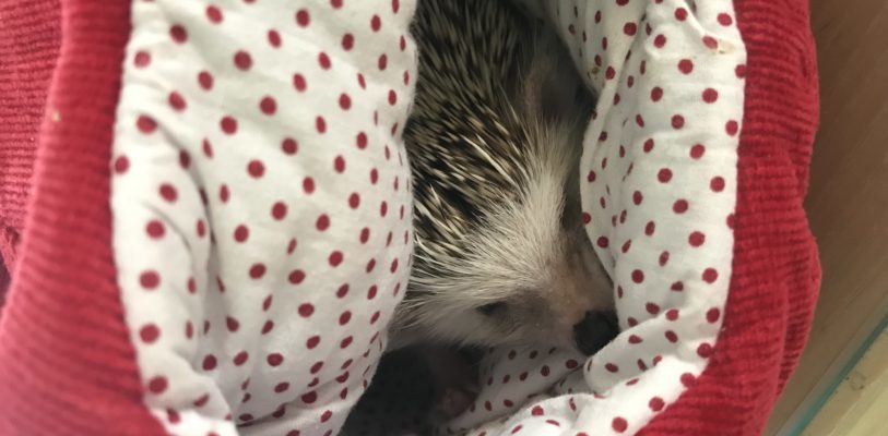 Lucy the Hedgehog snuggling in a blanket