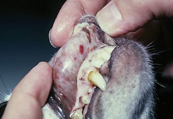 A close up of dog teeth