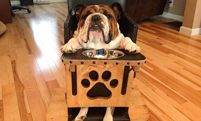 A bulldog sits in a special chair for eating