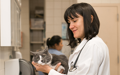 A veterinarian holds a cat