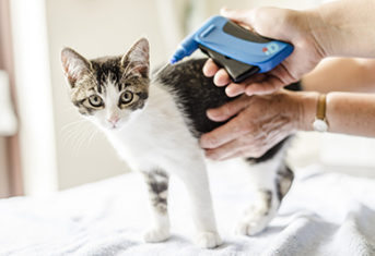 A veterinarian checks a microchip on a cat