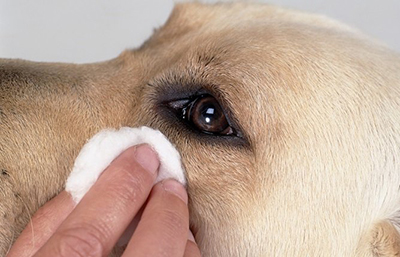 Swabbing a dog's eye