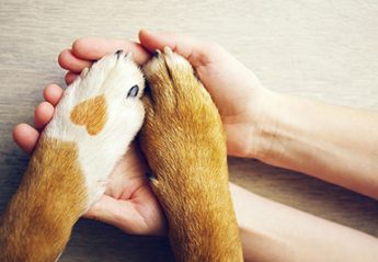 A pair of hands holds a pair of paws