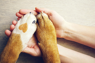 A pair of hands holds a pair of paws