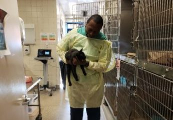 A veterinary professional removes a cat from an enclosure