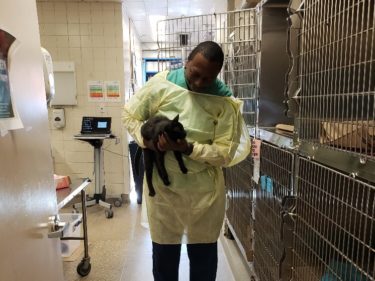 A veterinary professional removes a cat from an enclosure