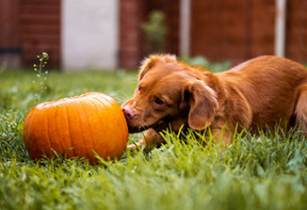 A dog plays with a pumpkin