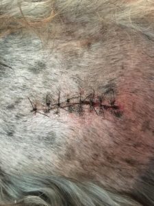 Clear photo of stitches on a dog