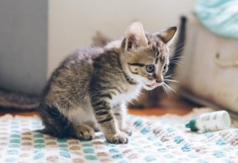 A kitten on a blanket