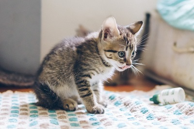 A kitten on a blanket