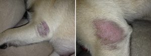 Two photos of a rough patch of skin on a dog