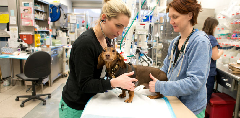 Veterinary Externship Program - The Animal Medical Center - Nyc