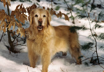 A dog standing in the snow