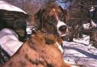 A dog standing in the snow