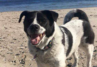 A happy dog on a beach