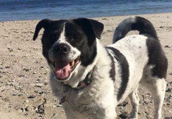 A happy dog on a beach