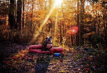 A bulldog sits on a blanket in the woods