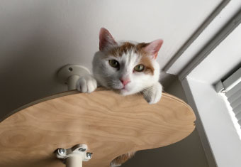 A cat hangs off a table