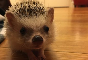 Lucy the hedgehog