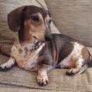 Buckley (dog) sitting on a couch