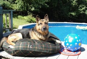 A dog laying on a doggy bed by a pool