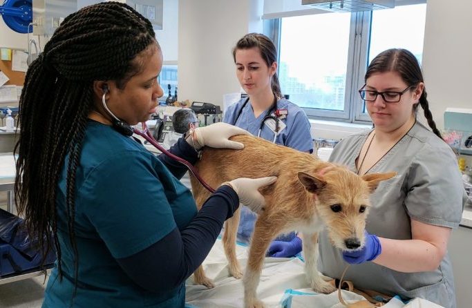 Veterinary Residencies and Internships - The Animal Medical Center - NYC
