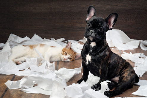 A dog and a cat lie in pile of torn up toilet paper