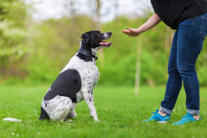 A dog obeying a sit command