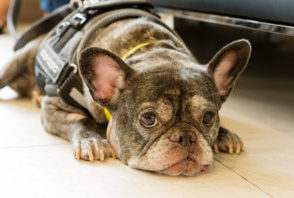 A bulldog lays on the floor