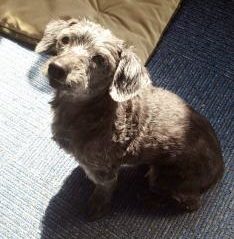 A small dog sits on a blanket