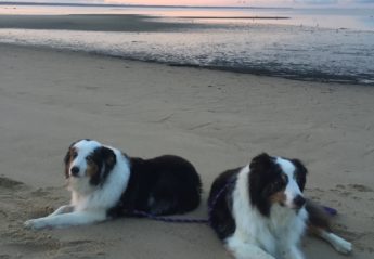 Two dogs on a beach