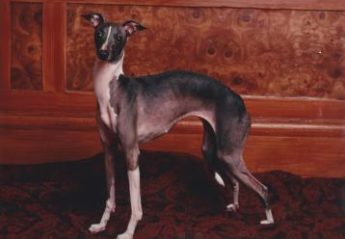 An Italian Greyhound poses for the camera