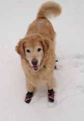 A dog wearing booties in the snow