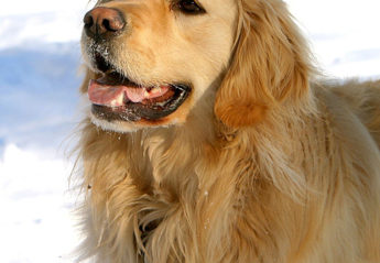 A Golden Retriever looking happy in the snow