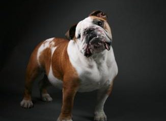 A bulldog poses under dramatic lighting