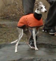 An Italian Greyhound wears a raincoat on a walk