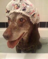 A dog sits in a bath wearing a shower cap