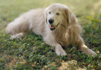 A dog lying in the grass