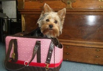A Yorkshire Terrier sitting in a handbag