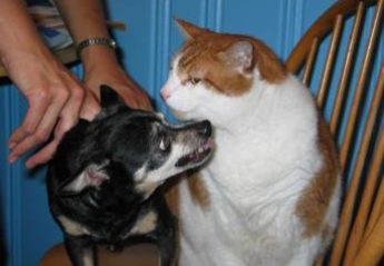 A small dog plays with a surly cat