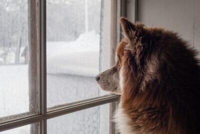 A dog looks at snow out of a window