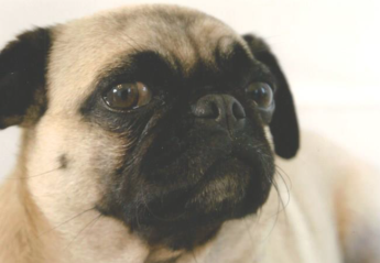 A small pug looking concerned
